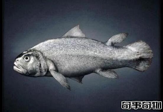 魚到人的進化圖片 魚-提塔利克魚-兩棲動物-人（跨越億年）