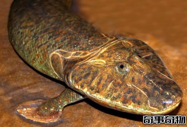 提塔利克魚是人類祖先 魚類及兩棲類間的物種（已滅絕）