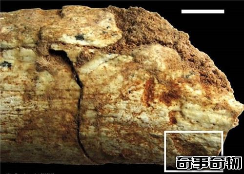 考古學家發現50萬年前被動物咬死的人類的骨頭