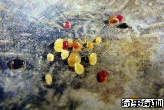 舍利子是什么東西 舍利子是什么樣子的 圖片