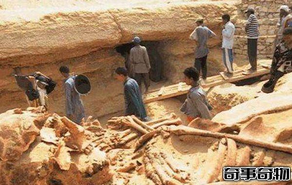 古代有巨人嗎 中外都挖出過古巨人遺骸
