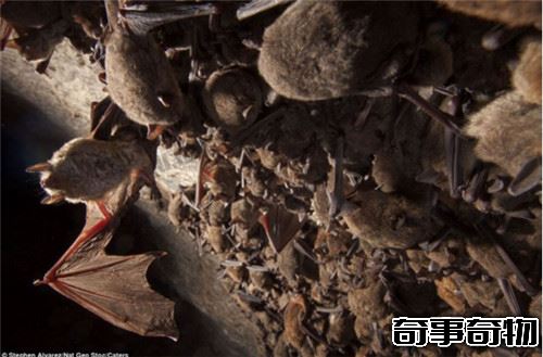 福建明清古墓群重見天日 意外發現兩男一女合葬古墓