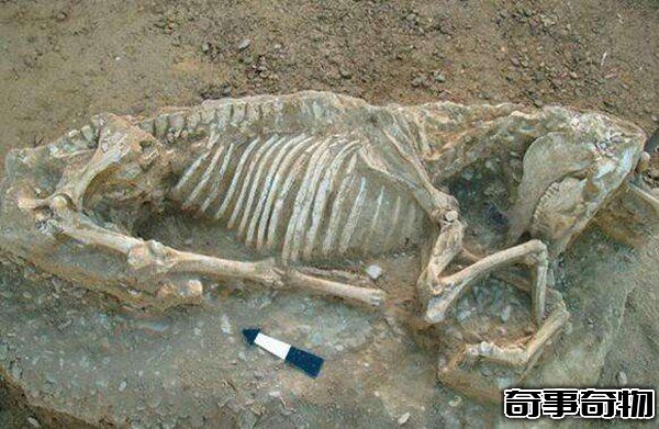 秦始皇祖母陵驚現一物 確認為已滅絕新物種遺骸