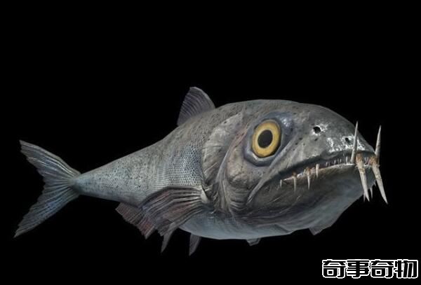 白堊紀的海洋掠食者 矛齒魚（身長1.5米以鯊魚為食）