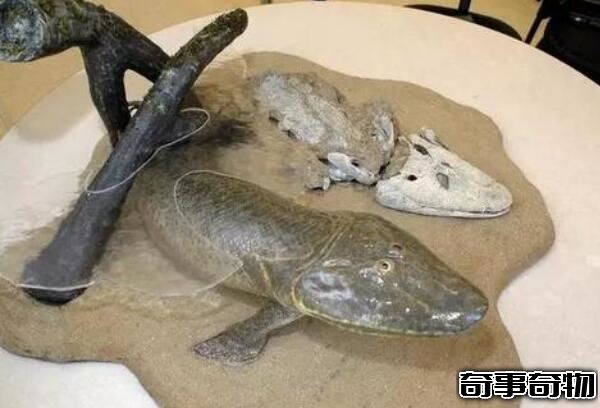 提塔利克魚是人類祖先 魚類及兩棲類間的物種（已滅絕）