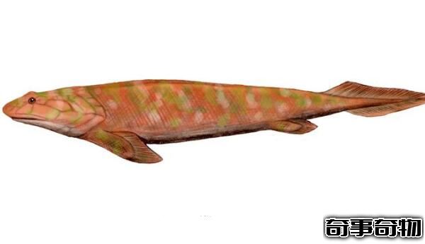 潘氏魚是人類的祖先 海陸動物的過渡物種（3.8億年的魚）