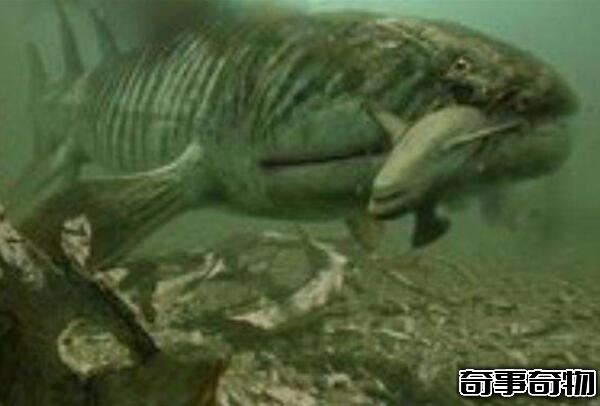 鯊魚的祖先恐魚 5億年前的海洋霸主（體長8-11米）