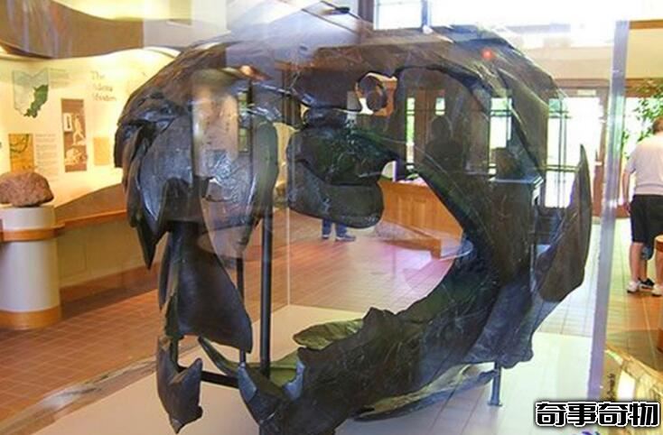 鯊魚的祖先恐魚 5億年前的海洋霸主（體長8-11米）