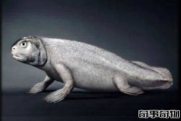 魚到人的進化圖片 魚-提塔利克魚-兩棲動物-人（跨越億年）