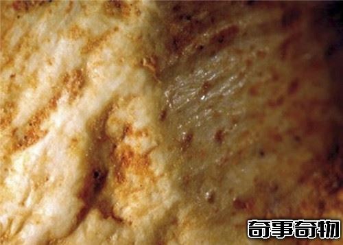 考古學家發現50萬年前被動物咬死的人類的骨頭