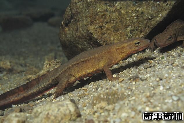 視力最好的魚類 希望螈（看得遠所以登陸 人類進化的功臣）