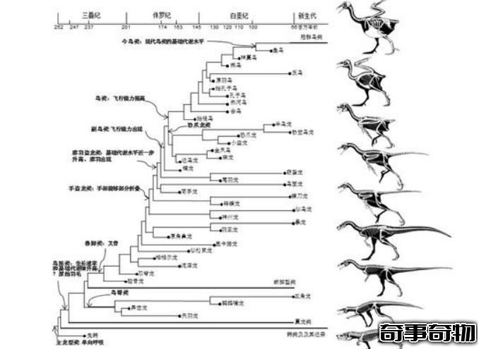 恐龍的演變過程圖 槽齒類爬行動-恐龍-鳥類（滅絕加速人類進化）