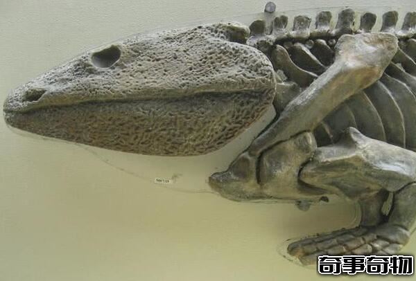 地球上最早的兩棲類動物 魚石螈（使人類可以呼吸氧氣）