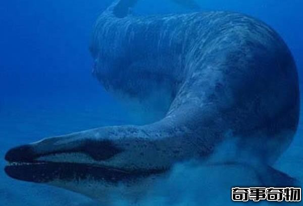 龍王鯨有多長 龍王鯨的天敵是誰（體長18米怕鼠白鯊）