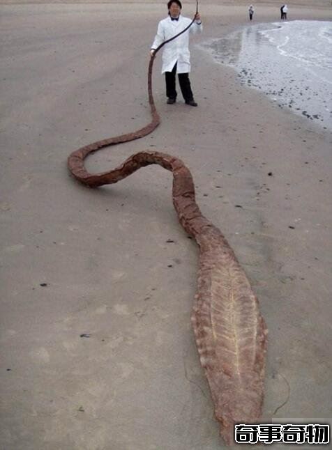 史前巨獸古杯蛇 體長10米能捕食鯊魚的巨型海蛇
