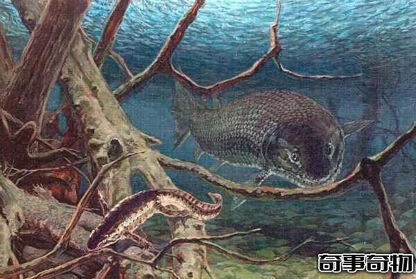 泥盆紀最兇猛的生物 含肺魚（長4米重2噸 可以單挑鄧氏魚）