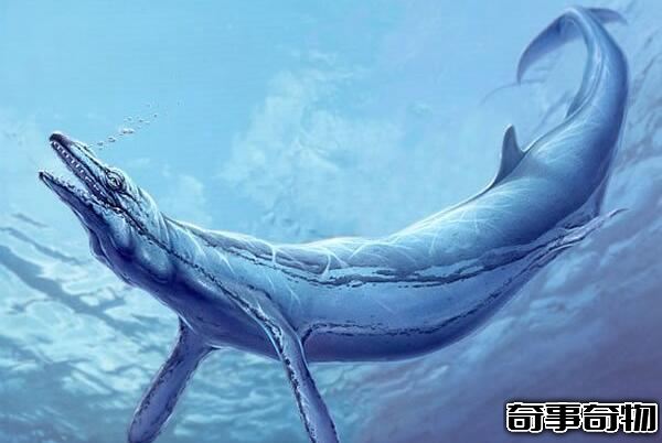 龍王鯨有多長 龍王鯨的天敵是誰（體長18米怕鼠白鯊）