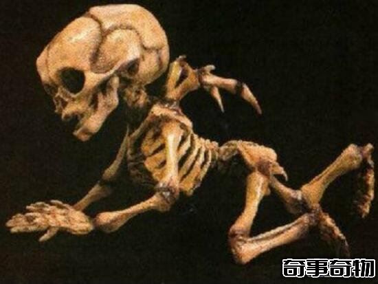 考古發現真實天使的殘骸 脊部長有翅膀 嬰兒天使