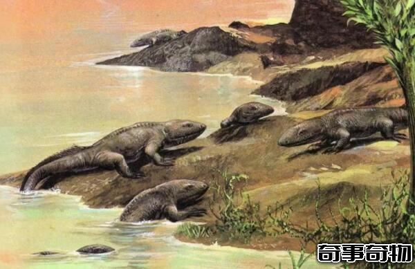 魚到人的進化圖片 魚-提塔利克魚-兩棲動物-人（跨越億年）