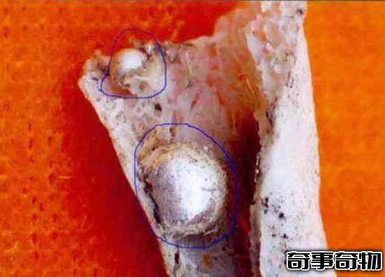 舍利子是什么東西 舍利子是什么樣子的 圖片
