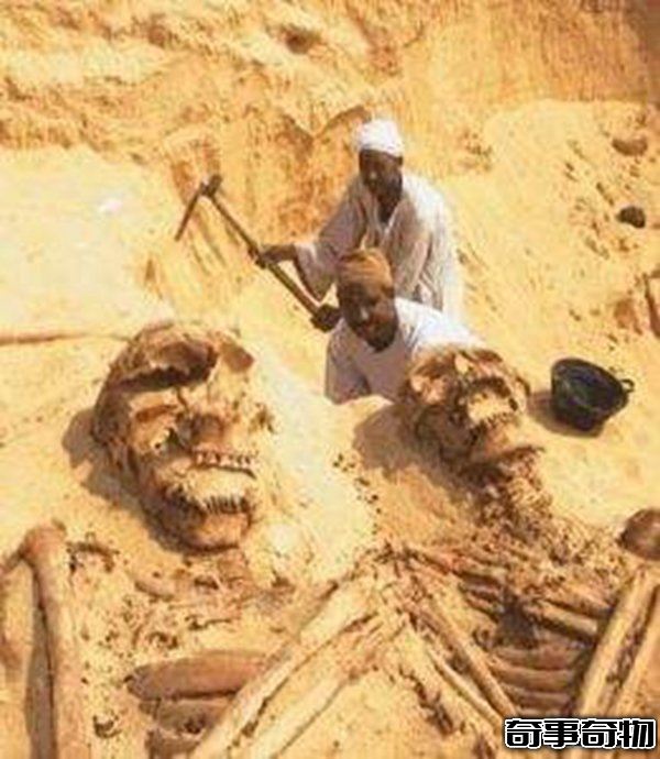 古代有巨人嗎 中外都挖出過古巨人遺骸