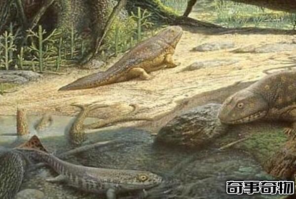 地球上最早的兩棲類動物 魚石螈（使人類可以呼吸氧氣）