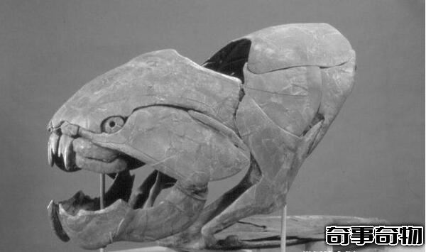 鯊魚的祖先恐魚 5億年前的海洋霸主（體長8-11米）