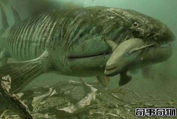 泥盆紀最兇猛的生物 含肺魚（長4米重2噸 可以單挑鄧氏魚）