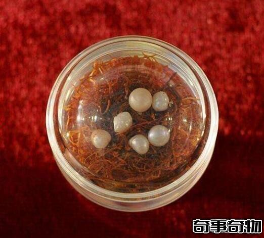 舍利子是什么東西 舍利子是什么樣子的 圖片